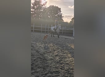 Connemara, Giumenta, 5 Anni, 147 cm, Grigio