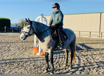 Connemara, Giumenta, 5 Anni, 147 cm, Grigio