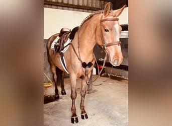 Connemara, Giumenta, 5 Anni, 147 cm, Roano rosso