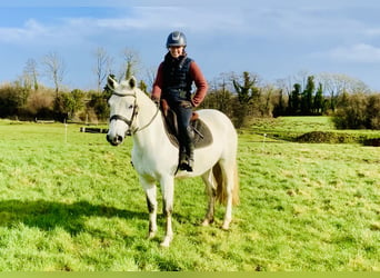 Connemara, Giumenta, 5 Anni, 148 cm, Grigio