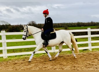 Connemara, Giumenta, 5 Anni, 148 cm, Grigio