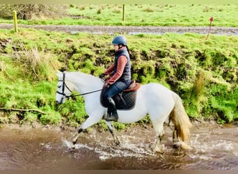 Connemara, Giumenta, 5 Anni, 148 cm, Grigio