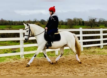 Connemara, Giumenta, 5 Anni, 148 cm, Grigio