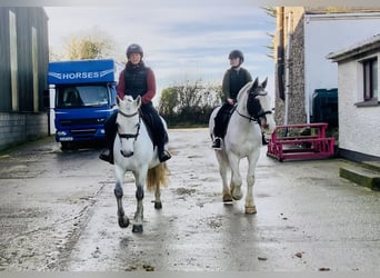 Connemara, Giumenta, 5 Anni, 148 cm, Grigio