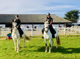 Connemara, Giumenta, 5 Anni, 148 cm, Grigio