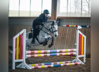 Connemara Mix, Giumenta, 5 Anni, 148 cm, Grigio ferro