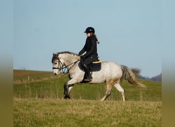 Connemara Mix, Giumenta, 5 Anni, 148 cm, Grigio ferro