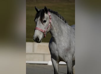 Connemara Mix, Giumenta, 5 Anni, 148 cm, Grigio ferro
