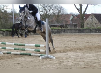 Connemara, Giumenta, 5 Anni, 149 cm, Grigio pezzato