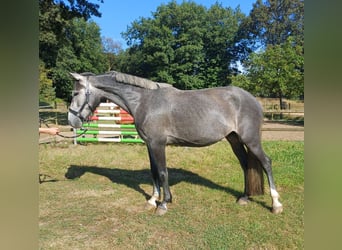 Connemara, Giumenta, 5 Anni, 152 cm, Grigio