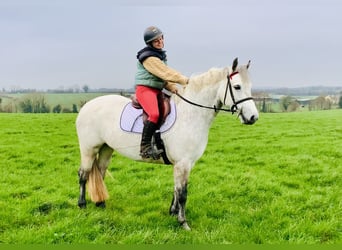 Connemara, Giumenta, 5 Anni, 152 cm, Grigio