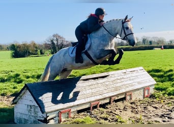 Connemara, Giumenta, 5 Anni, 152 cm, Grigio