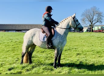 Connemara, Giumenta, 5 Anni, 152 cm, Grigio