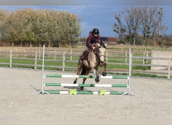 Connemara, Giumenta, 5 Anni, 153 cm, Falbo