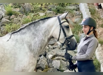 Connemara, Giumenta, 5 Anni, 154 cm, Falbo baio