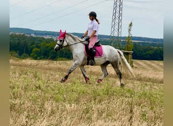 Connemara, Giumenta, 5 Anni, 154 cm, Leardo