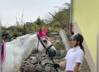 Connemara, Giumenta, 5 Anni, 154 cm, Leardo