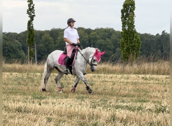 Connemara, Giumenta, 5 Anni, 154 cm, Leardo