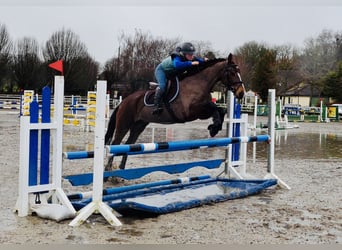 Connemara, Giumenta, 5 Anni, 155 cm, Baio