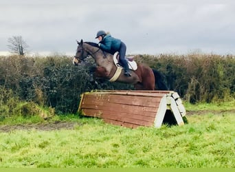 Connemara, Giumenta, 5 Anni, 155 cm, Baio