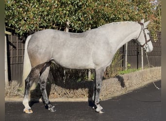 Connemara, Giumenta, 5 Anni, 157 cm, Grigio