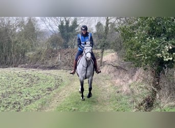 Connemara, Giumenta, 5 Anni, 157 cm, Grigio