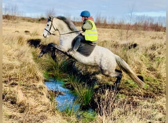 Connemara, Giumenta, 5 Anni, 157 cm, Grigio pezzato