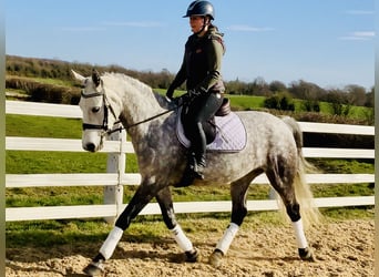 Connemara, Giumenta, 5 Anni, 157 cm, Grigio pezzato