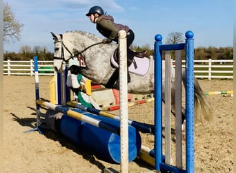 Connemara, Giumenta, 5 Anni, 157 cm, Grigio pezzato