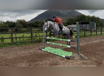 Connemara, Giumenta, 6 Anni, 138 cm, Grigio