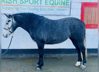 Connemara, Giumenta, 6 Anni, 143 cm, Grigio