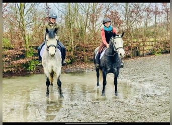 Connemara, Giumenta, 6 Anni, 143 cm, Grigio