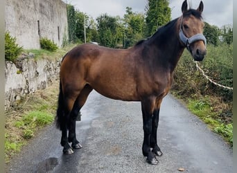 Connemara, Giumenta, 6 Anni, 146 cm, Falbo