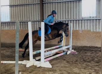 Connemara, Giumenta, 6 Anni, 146 cm, Falbo