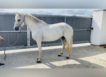 Connemara, Giumenta, 6 Anni, 146 cm, Grigio