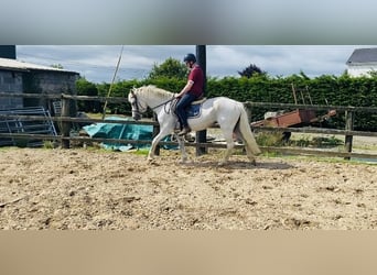 Connemara, Giumenta, 6 Anni, 146 cm, Grigio