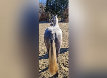 Connemara, Giumenta, 6 Anni, 146 cm, Leardo