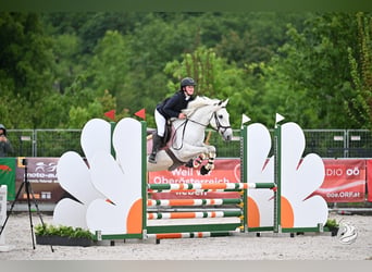 Connemara, Giumenta, 6 Anni, 148 cm, Grigio