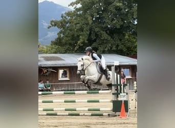 Connemara, Giumenta, 6 Anni, 148 cm, Grigio