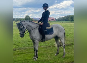 Connemara, Giumenta, 6 Anni, 148 cm, Grigio