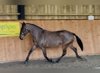 Connemara, Giumenta, 6 Anni, 155 cm, Baio ciliegia
