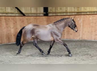 Connemara, Giumenta, 6 Anni, 155 cm, Baio ciliegia