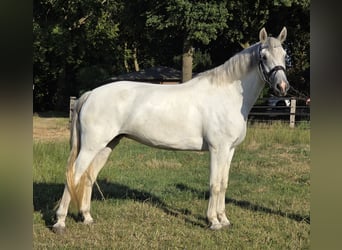 Connemara, Giumenta, 6 Anni, 155 cm, Grigio pezzato