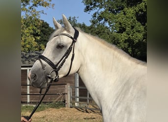 Connemara, Giumenta, 6 Anni, 155 cm, Grigio pezzato