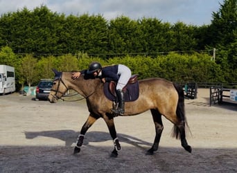 Connemara, Giumenta, 6 Anni, 157 cm, Falbo