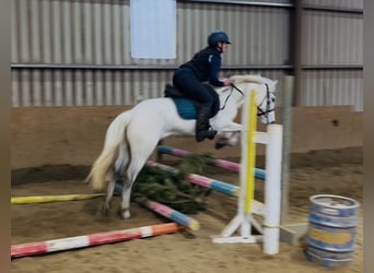 Connemara, Giumenta, 7 Anni, 140 cm, Grigio