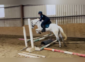 Connemara, Giumenta, 7 Anni, 140 cm, Grigio