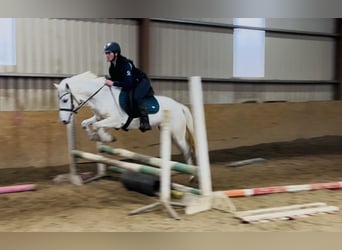 Connemara, Giumenta, 7 Anni, 140 cm, Grigio