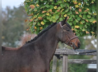 Connemara, Giumenta, 7 Anni, 145 cm, Baio scuro