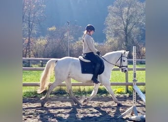 Connemara, Giumenta, 7 Anni, 145 cm, Grigio